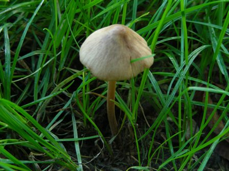 Piccoli funghi al parco